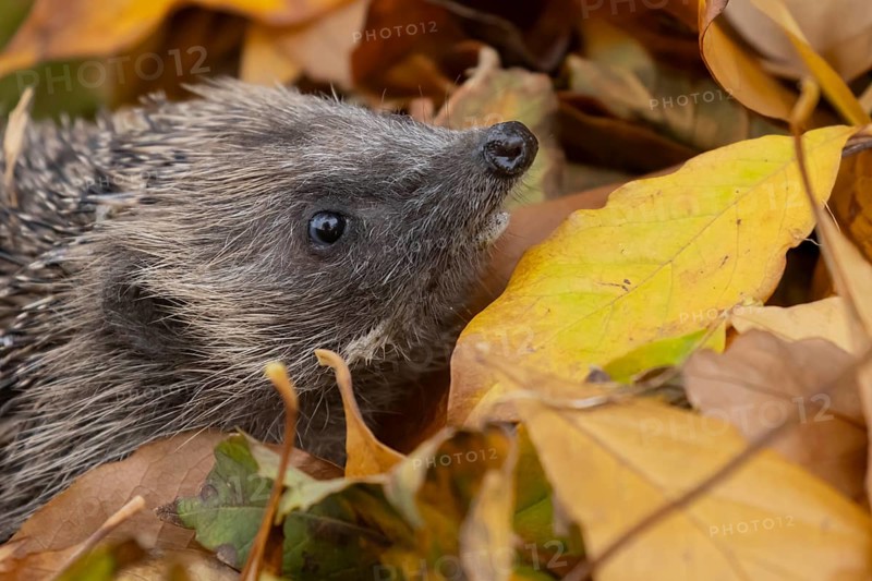 European hedgehog (Erinaceus europaeus) adult animal emerging from a pile of fallen autumn leaves in a garden, England, United Kingdom