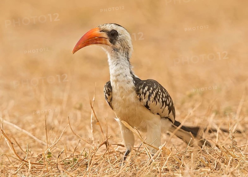 Western Red-billed Hornbill (Tockus kempi), Gambia