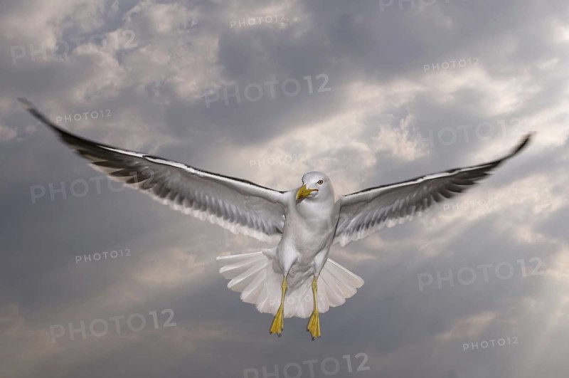 Lesser Black-backed Gull (Larus fuscus) flying, Texel, Netherlands