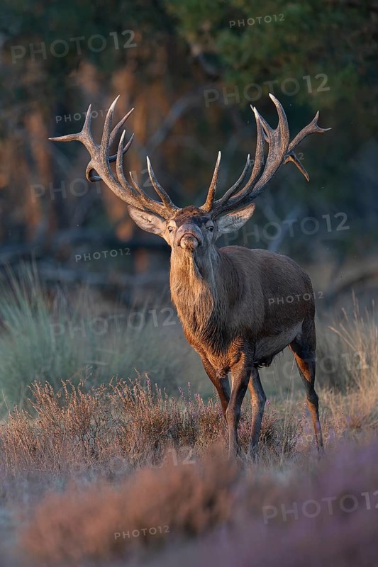 Red deer in rut, Hooge Veluve, Holland