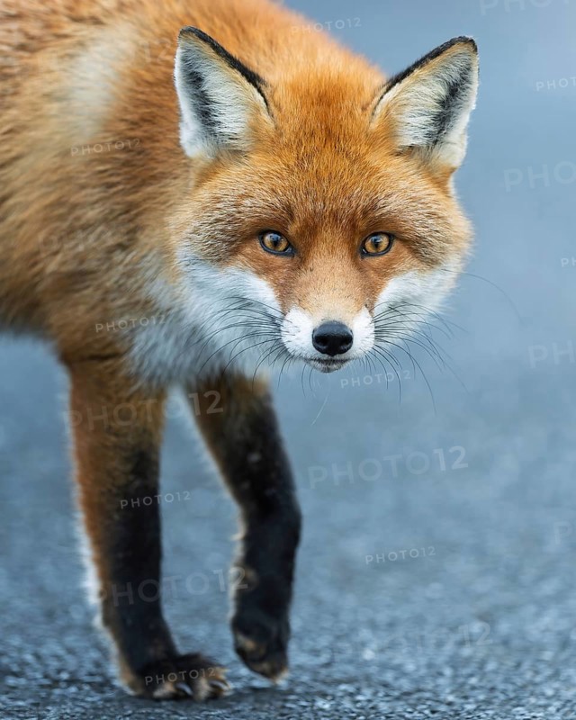 Red fox (Vulpes vulpes), hunting, winter fur, fallen game, looking for food on the road, portrait of a fox head, winter landscape, frost and snow, predator, Middle Elbe Biosphere Reserve, Saxony-Anhalt, Germany