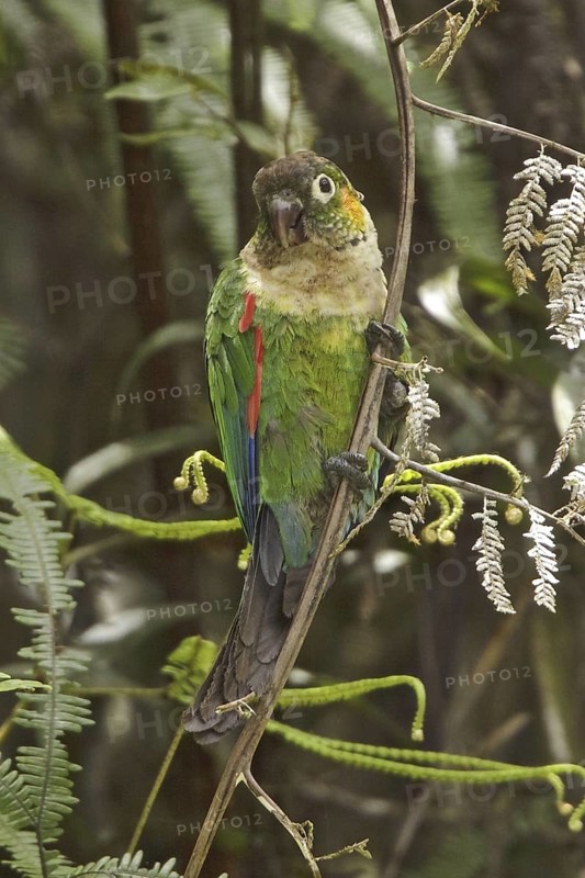 White-breasted Parakeet (Pyrrhura albipectus), Ecuador