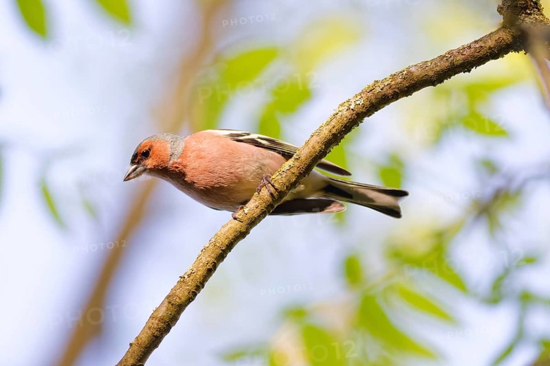 Male common chaffinch (Fringilla coelebs) sitting on a branch in spring forest with soft green background, Poland