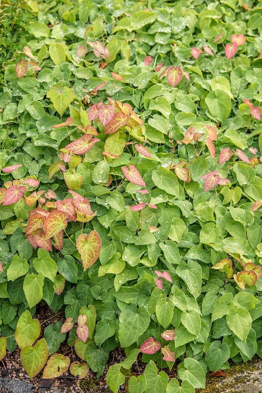 Elfenblunme (Epimedium × perralchicum 'Frohnleiten'), Merkel family, Sweden