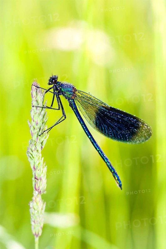 Banded demoiselle (Calopteryx splendens), Lower Saxony, Federal Republic of Germany