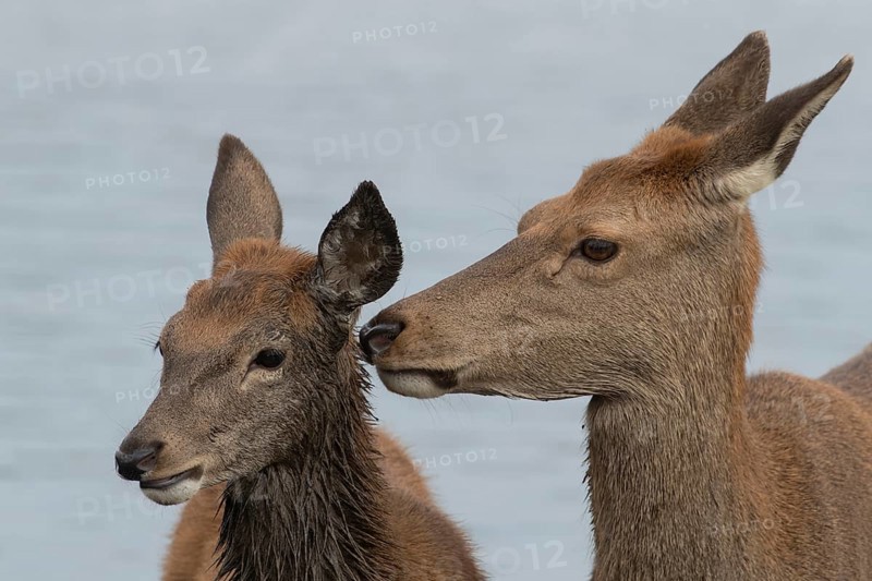 Red deer (Cervus elaphus) adult female parent animal and juvenile fawn interacting together, England, United Kingdom