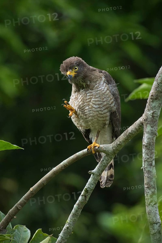 Roadside Hawk (Rupornis magnirostris), Madre de Dios, Peru