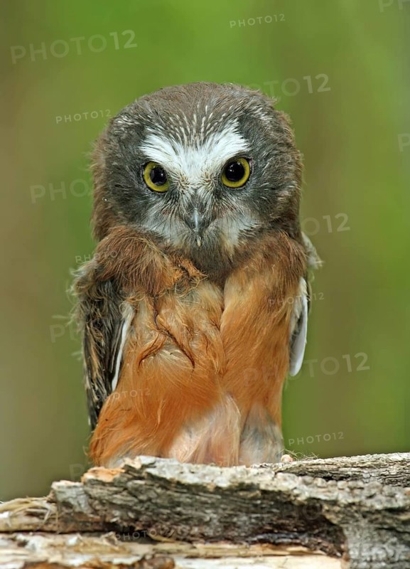 A young Northern Saw-whet Owl, Aegolius acadicus, perched on a mossy log in Prince Albert, Saskatchewan, Canada