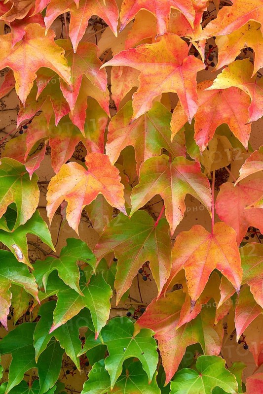 Wild Vine Red and yellow autumn leaves cover a wall and create a colourful, natural texture, Odenwald, Hesse, Germany