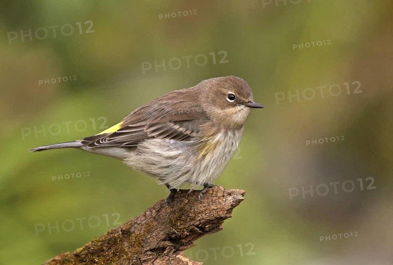 Myrtle Warbler (Setophaga coronata coronata), Saskatchewan, Canada