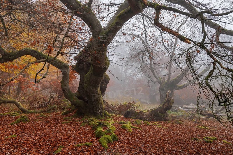 Beech in Hutewald Halloh, Hesse, Germany