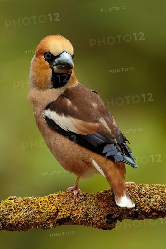 Appelvinkzittend op tak, Hawfinch on beautifull pearch