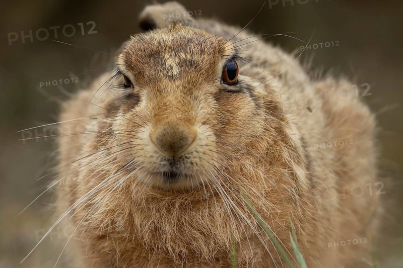 European brown hare (Lepus europaeus) adult animal head portrait, England, United Kingdom