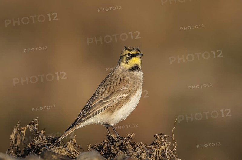 Horned Lark (Eremophila alpestris), Schleswig-Holstein, Germany