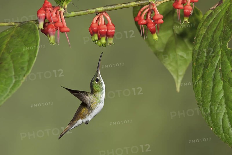 Andean Emerald hummingbird (Amazilia franciae) flying while feeding at a flower in Ecuador, South America