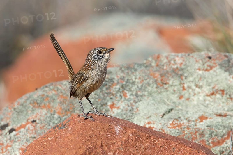 Short-tailed Grasswren (Amytornis merrotsyi), Australia