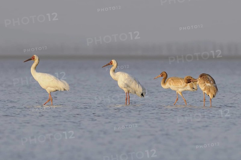 Siberian Crane (Leucogeranus leucogeranus) with juveniles, Poyang Lake, China