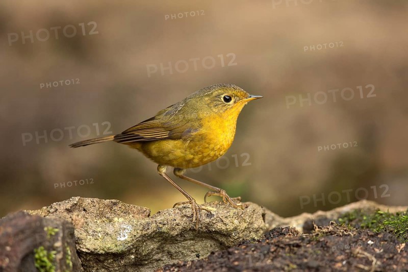 Golden Bush Robin (Tarsiger chrysaeus) female, Yunnan, China