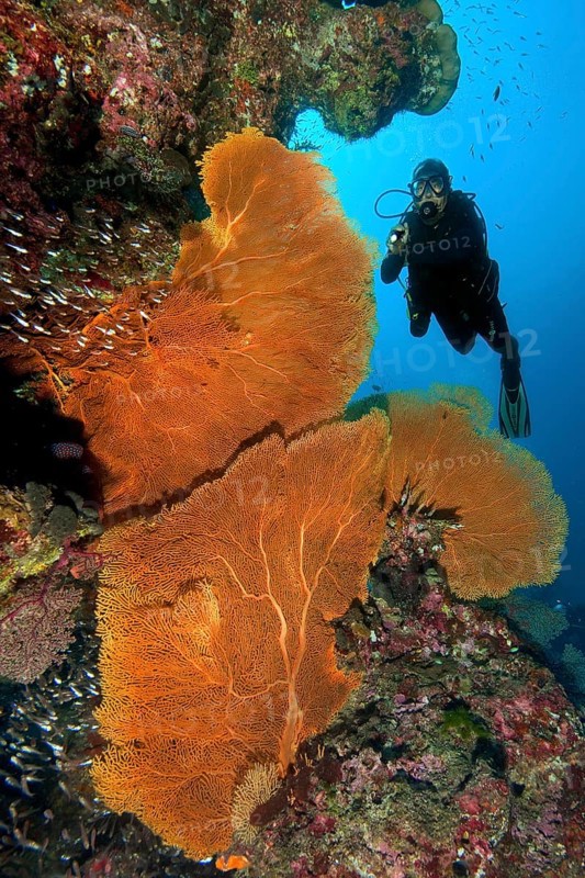 Underwater photo of diver scuba diving looking at three large fan corals (Anella mollis) horn corals gorgonians growing on steep wall drop off in of colourful vibrant intact tropical coral reef, Andaman Sea, Indian Ocean, Similan Islands, Thailand
