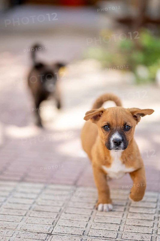 A joyful brown puppy runs energetically on a sunlit patio while a blurred black puppy follows in the background, capturing a moment of playful innocence and fun at home