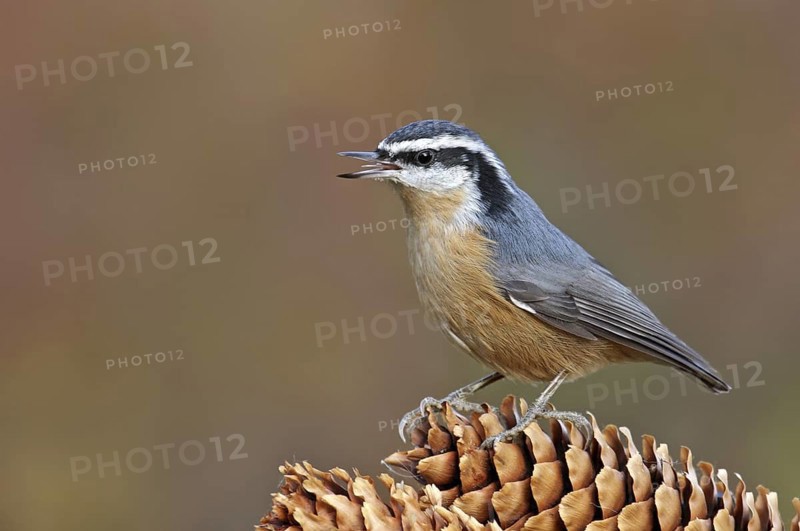 Red-breasted Nuthatch (Sitta canadensis) singing, Saskatchewan, Canada