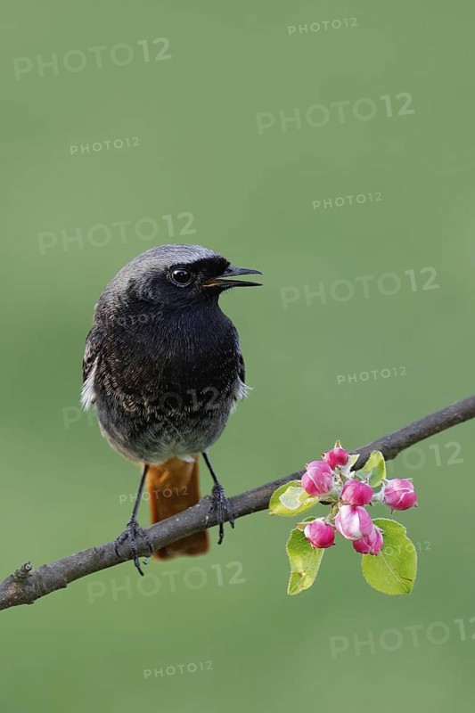 Black Redstart (Phoenicurus ochruros) male, Berlin, Germany