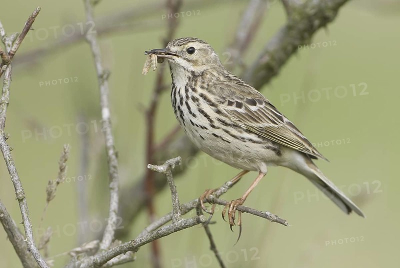 Meadow Pipit (Anthus pratensis), Saxony, Germany