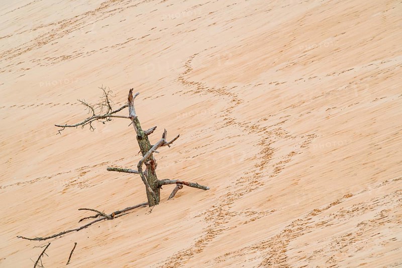 A solitary tree stands stark against the soft, textured sands of the Grande dune du Pilat in France, showcasing the natural erosion and unique landscape formations