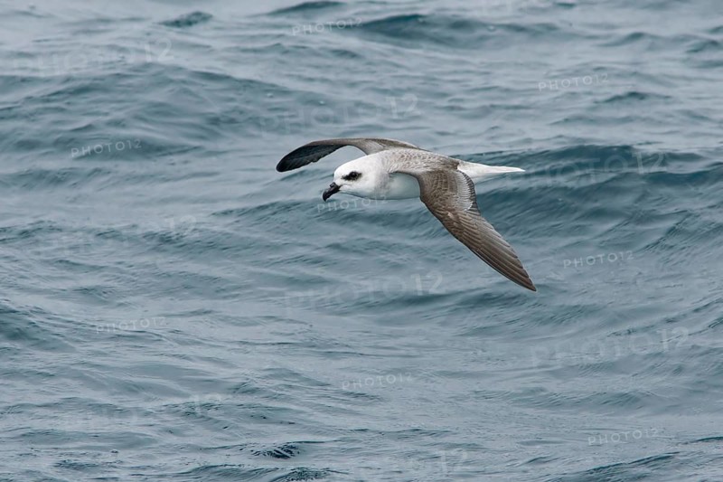 White-headed Petrel (Pterodroma lessonii) flying, Victoria, Australia