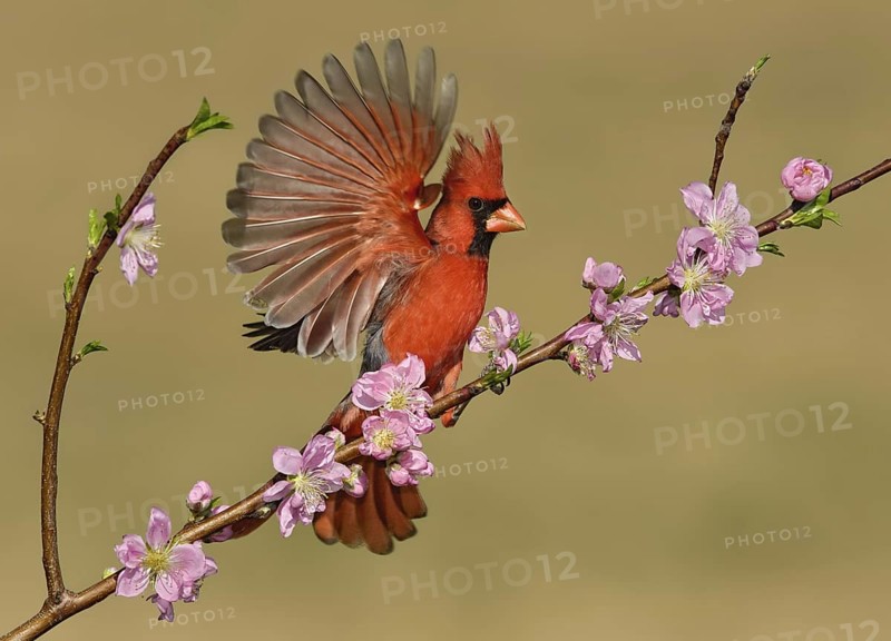 Northern Cardinal (Cardinalis cardinalis) male, Texas, USA