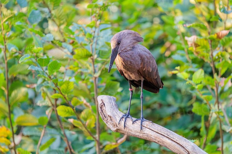 A hamerkop (Scopus umbretta) stands on a branch of a tree. Green vegetation can be seen in the background. Southern half of Africa, Madagascar
