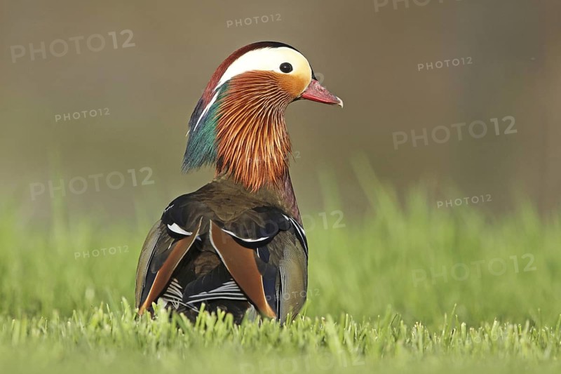 Mandarin Duck (Aix galericulata) male, Zurich, Switzerland