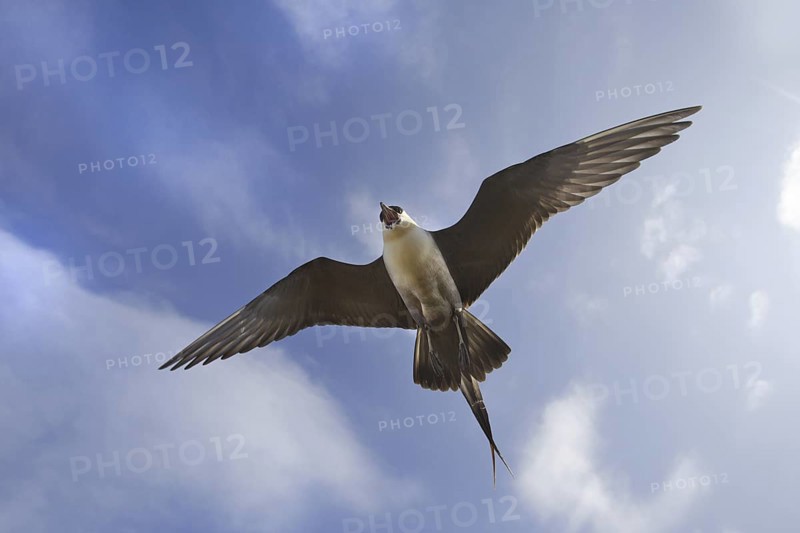 Long-tailed Jaeger (Stercorarius longicaudus) flying, Alaska, USA