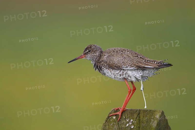 Common Redshank (Tringa totanus), Netherlands