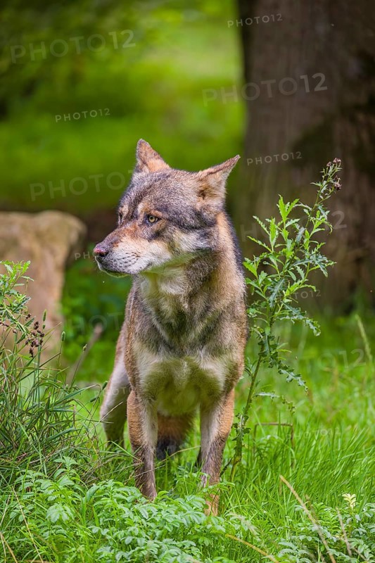 An adult male eurasian gray wolf (Canis lupus lupus) stands at the edge of the forest and watches something