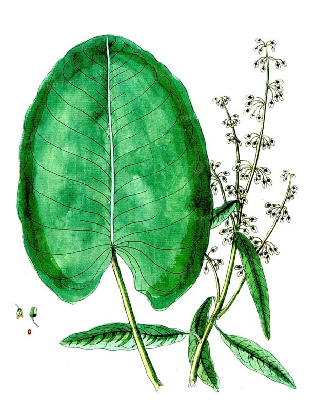Rumex aquaticus, water sorrel, digital reproduction of a historical original, between 1790 and 1810