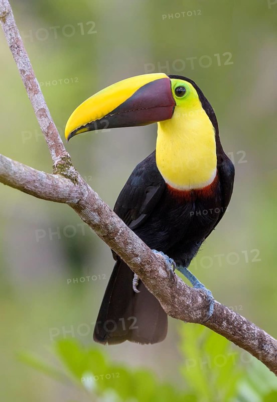 Black-manabilled Toucan (Ramphastos ambiguus) - at Laguna Lagarto Lodge near Boca Tapada, Costa Rica