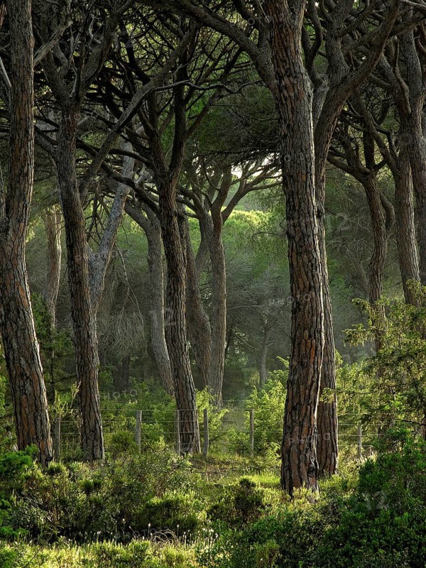Pine forest, Pineta with dense undergrowth and filigree branches of the treetops, warm evening light, Parco Regionale della Maremma, Maremma nature park Park, Alberese, Province of Grosseto, Tuscany, Italy