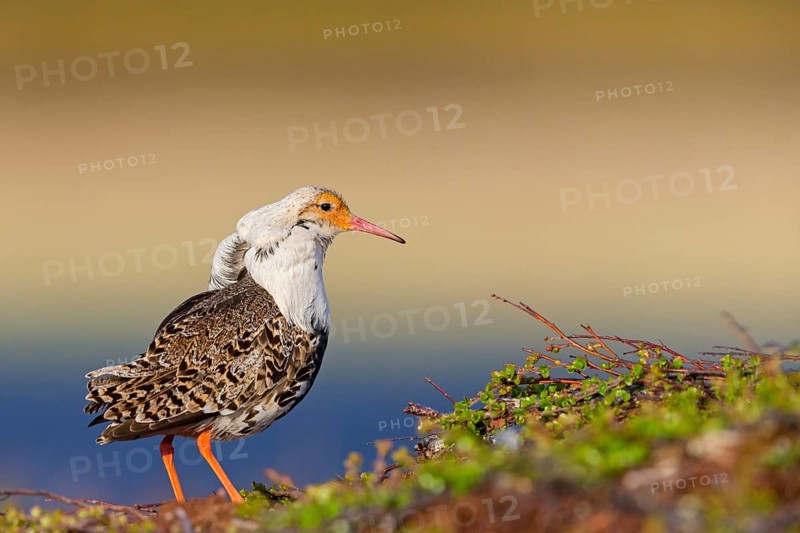 Ruff, (Philomachus pugnax), animals, birds, plumage during mating season, snipe bird, courtship, male, mating behaviour, mating season, Varanger, Finnmark, Norway
