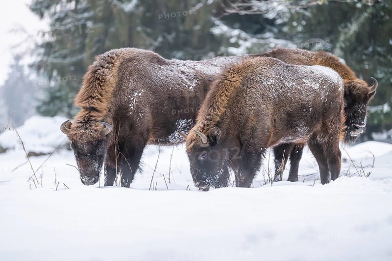 European bison (Bison bonasus) or Wisent standing on a meadow next to the forest in winter, snow, Bavaria, Germany