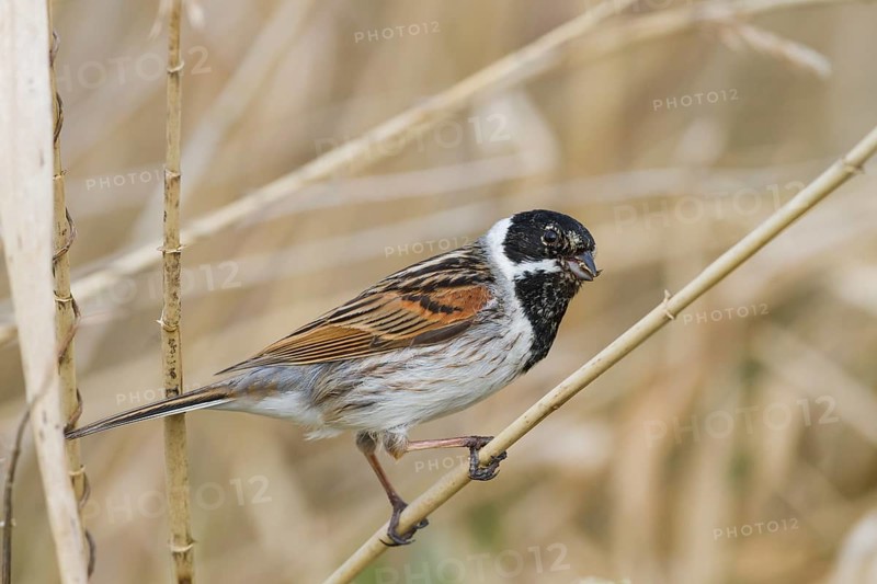 Reed Bunting - Rohrammer - Emberiza schoeniclus ssp. schoeniclus, Germany, adult male