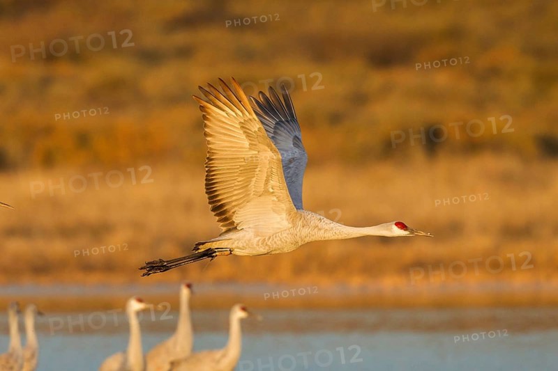 Sandhill Crane Grus canadensis tabida Bosque del Apache National Wildlife Refuge, New Mexico, United States 16 December Adult with radio transmitter on leg flying at dawn. Gruidae