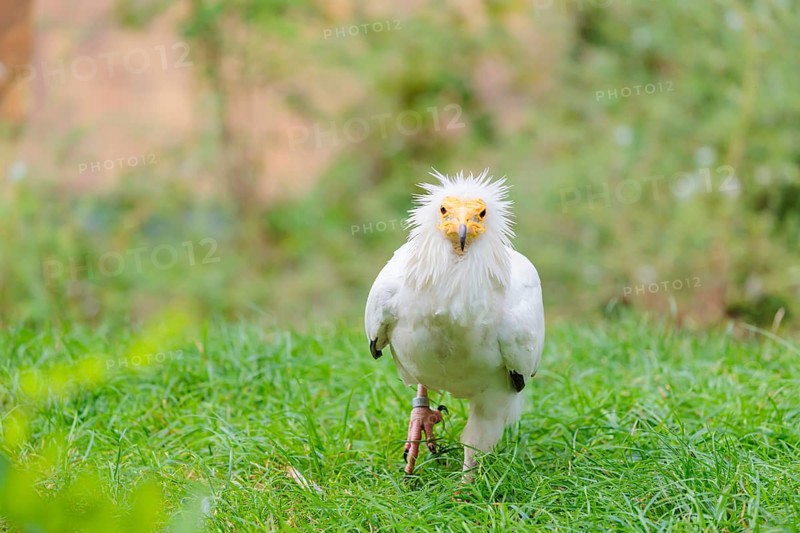 A Egyptian vulture (Neophron percnopterus) stands in green grass close to a carcass after feeding on it. Iberian Peninsula, North Africa, West Asia and India
