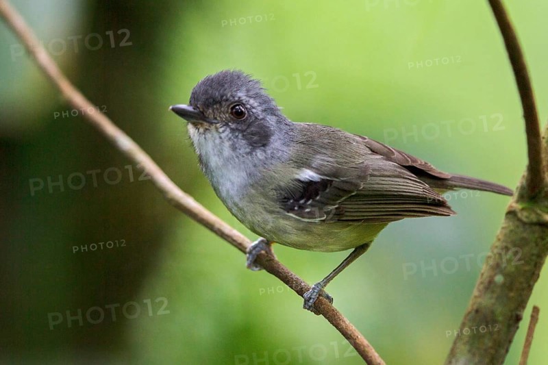 Plain Antvireo (Dysithamnus mentalis) perched on a branch in the Atlantic rainforest of southeast Brazil