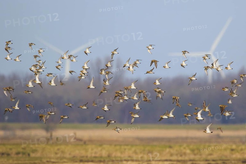European Golden Plover (Pluvialis apricaria) flock flying, Netherlands