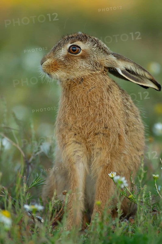 European brown hare (Lepus europaeus) juvenile baby leveret animal in grassland amongst summer flowers, England, United Kingdom