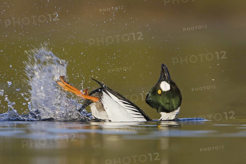 Common Goldeneye (Bucephala clangula) male, British Columbia, Canada