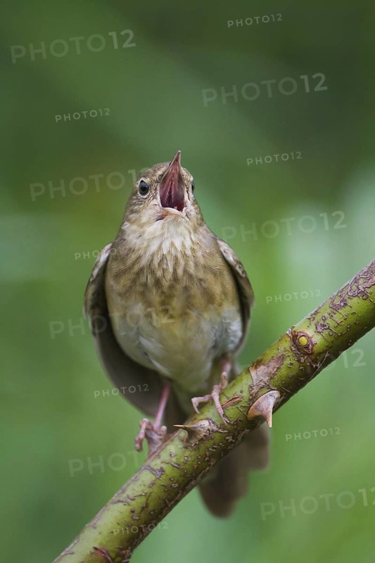 River Warbler (Locustella fluviatilis) singing, Hungary