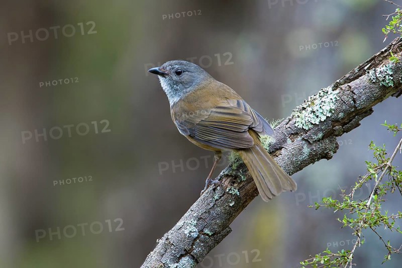 Olive Whistler (Pachycephala olivacea) perched on a lichen covered branch, Victoria, Australia