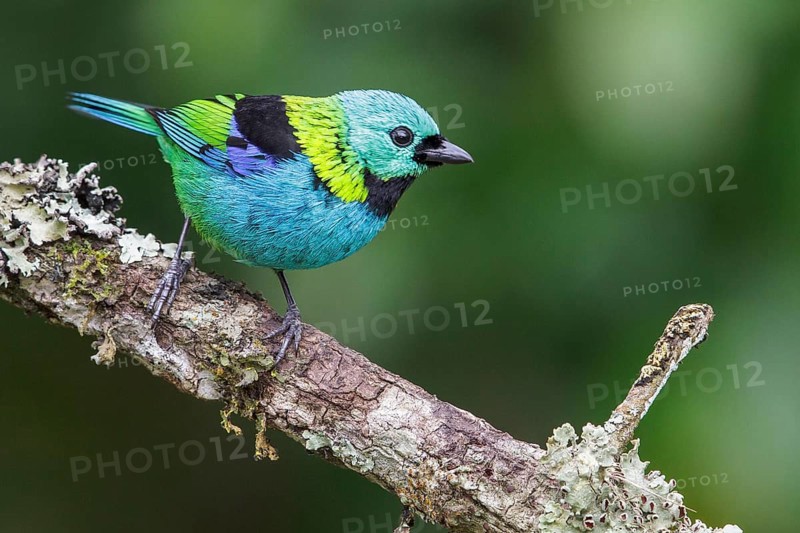Green-headed Tanager (Tangara seledon) perched on a branch in the Atlantic rainforest of southeast Brazil
